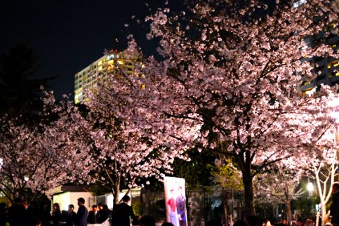 201604_osaka_sakura１